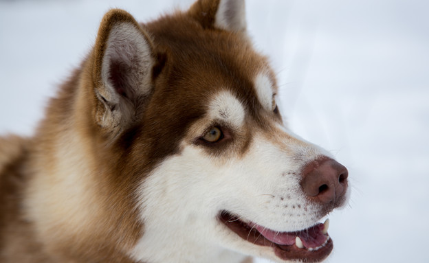כלב האסקי (צילום:  kaiserdmitry, 123RF‏)
