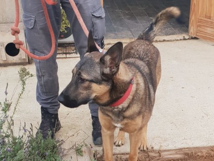 לקסי הכלבה שנחטפה (צילום: דוברות המשטרה, משטרת ישראל)