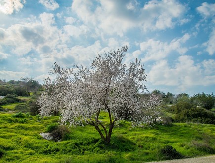 בית גוברין (צילום: מנו גרינשפן)