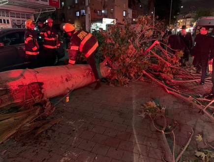 קריסת עץ בבני ברק (צילום: דוברות איחוד הצלה )