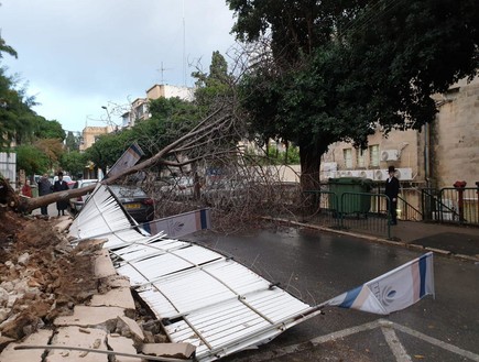 עץ שקרס בחיפה
