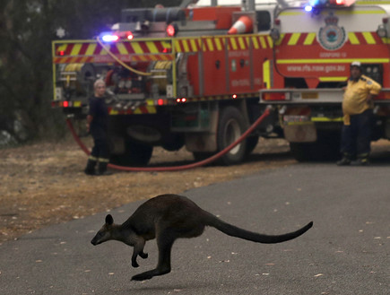 שרפה באוסטרליה (צילום: Sakchai Lalit | AP)