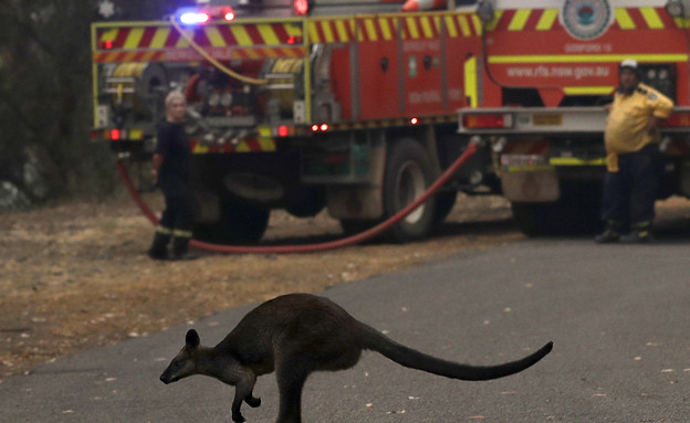 שרפה באוסטרליה (צילום: Sakchai Lalit | AP)