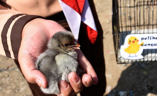באינדונזיה חילקו אפרוחי תרנגולות לתלמידים (צילום: cnn)