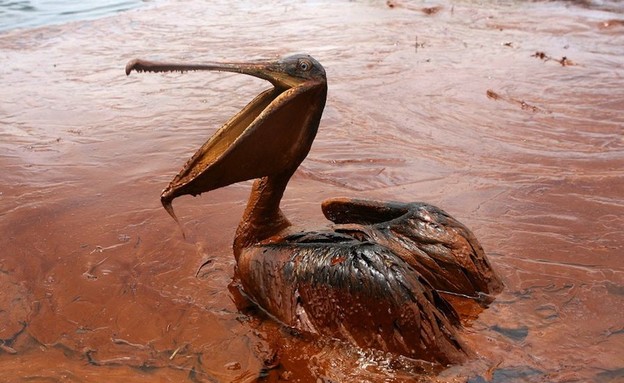 שקנאי תקוע בזיהום נפט אחרי הדליפה - האסון במפרץ מק (צילום: reuters)