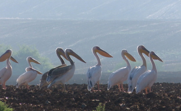 קו העימות בין השקנאים לחקלאים (צילום: החדשות12)