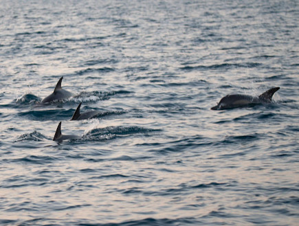 דולפינים נצפו ליד חופי אשקלון (צילום: גיא לויאן, רשות הטבע והגנים)