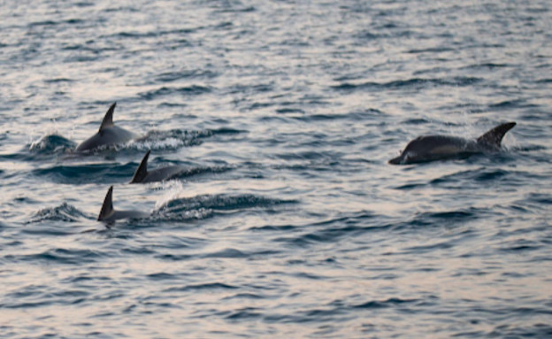 דולפינים נצפו ליד חופי אשקלון (צילום: גיא לויאן, רשות הטבע והגנים)