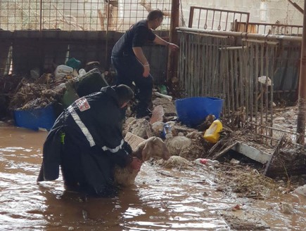 כחמישים כבשים טבעו למוות בצפון (צילום: דוברות כבאות והצלה)