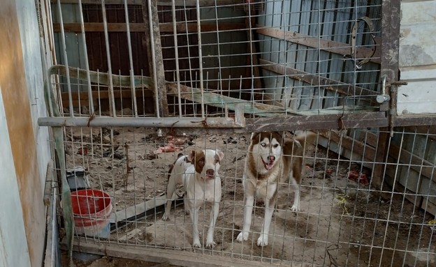הכלבים שנמצאו כלואים בתת תנאים  (צילום: דוברות המשטרה)