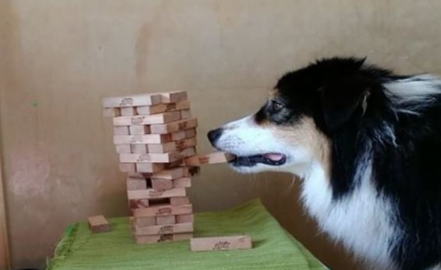 כלבה משחקת ג'נגה (צילום: my_aussie_gal, instagram)