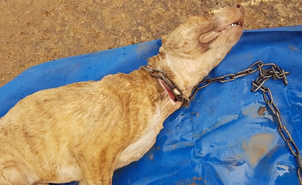 גופת הכלב אחרי שנמצאה על ידי לוחמי האש