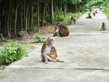 אי הקופים (צילום: JayHub, shutterstock)