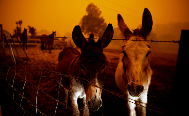 אסון השרפות באוסטרליה (צילום: reuters)