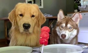 כלבים מבקרי מזון דוח ויראלי (צילום: היוטיוב של Tucker Budzyn)