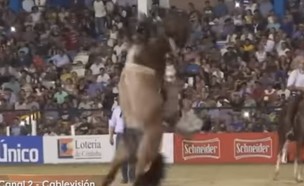 רוכב רודיאו נמחץ ע"י סוס (צילום: יוטיוב @Canal Coop)