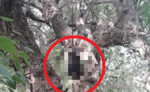 גופה על עץ (צילום: טוויטר\@LPNoticias24)