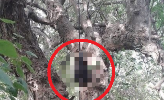 גופה על עץ (צילום: טוויטר\@LPNoticias24)