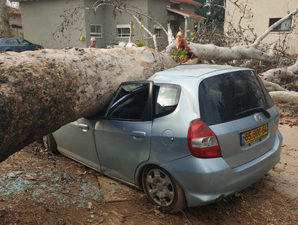 נזקי קריסת עץ בקיבוץ עמיר (צילום: מועצה אזורית גליל עליון)