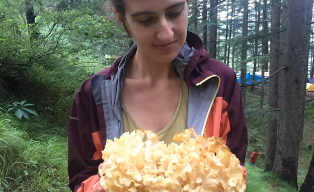 חובבי פטריות מלקטים ביער חובבי פטריות מלקטים ביער