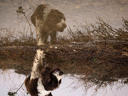 הכלב מילקי בקיבוץ רביבים‎ (צילום: לינור אללוף)