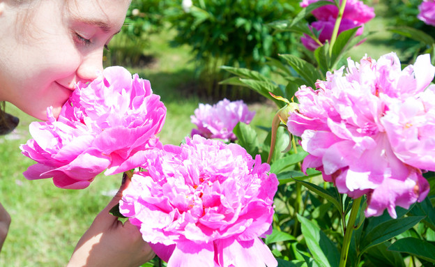 אדמונית בגידול ישראלי (צילום: AnnaElizabeth photography, shutterstock)