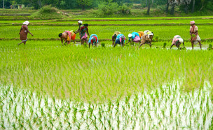 חקלאים בשדה אורז בהודו (צילום: CRS PHOTO, shutterstock)