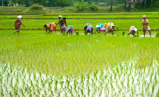 חקלאים בשדה אורז בהודו (צילום: CRS PHOTO, shutterstock)