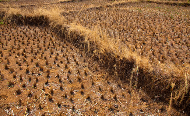 בצורת בשדה אורז בהודו (צילום: Zastolskiy Victor, shutterstock)