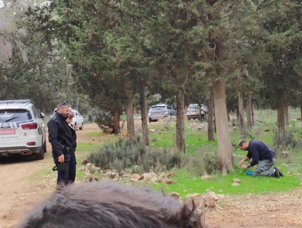 פצצה התגלתה ביער פצצה התגלתה ביער