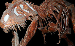 דינוזאור טי-רקס (צילום: צילום מסך, ויקיפדיה)