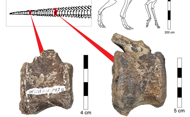 עצמות הדינוזאור ובו חללי הגידול (צילום: אוניברסיטת תל אביב)