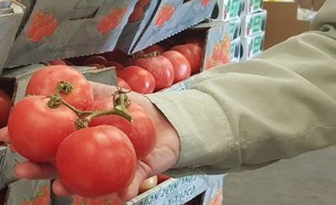 עגבניות, יסופקו, צהל, צבע, הגנה, עוטף, עזה, חקלאות