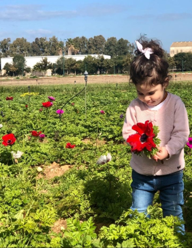 קטיף כלניות בירק השדה ברמת השרון