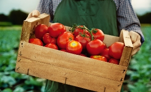 ארגז עגבניות (צילום: melhijad, shutterstock)