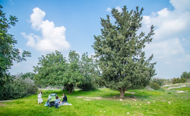 בית גוברין (צילום: מנו גרינשפן)