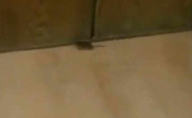 עכברים במלון של עומר אדם