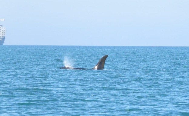 לווייתן נצפה מול חופי עכו העתיקה (צילום: מנור גורי, רשות הטבע והגנים)