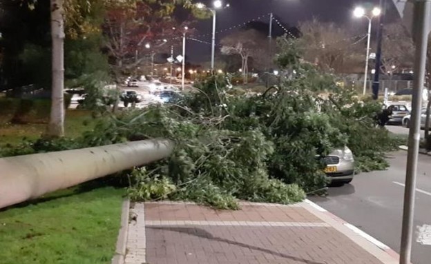 עץ נפל על מכונית (צילום: מועצה אזורית שוהם)