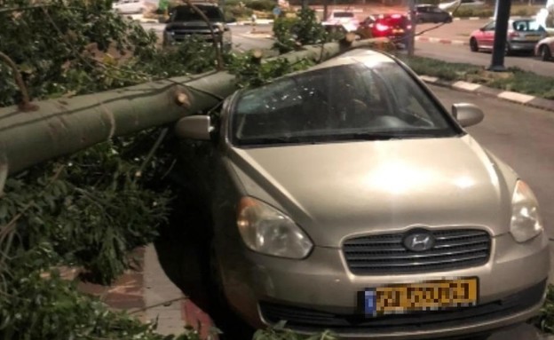 עץ שקרס על מכונית בשוהם (צילום: מועצה אזורית שוהם)