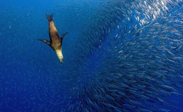 צילם מקומי (צילום: © Yung-sen Wu, Taiwan, 2nd Place, National Awards, 2020 Sony World Photography Awards)