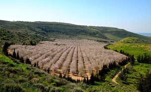 מטעי הגולן (צילום: יהודה ויינברג)