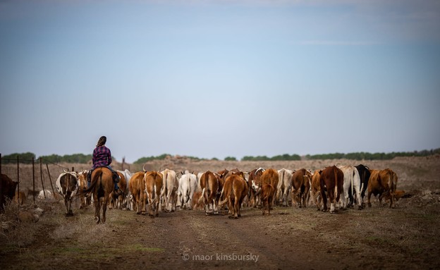 עדר בקר בגולן (צילום: מאור קינסבורסקי)