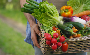 סל ירקות (צילום: HQuality, Shutterstock)