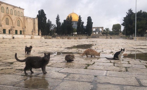 הר הבית ריק ממתפללים ותיירים