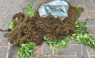 דבורים (צילום:  ישי סטקלר)