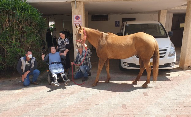 הסוס ג'ון ג'ון מפתיע ילדה בבית (צילום: איתן דותן)