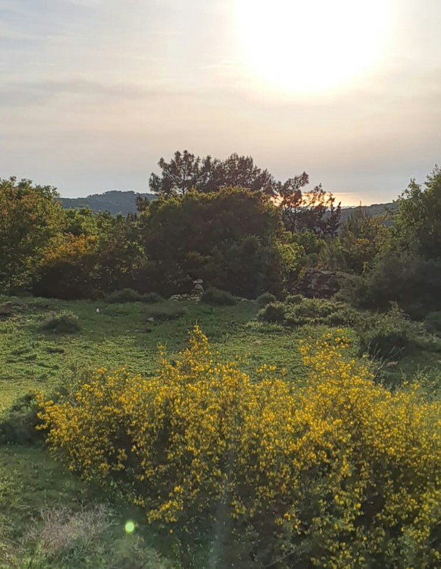 כפר ורדים (צילום: נורית פורן)