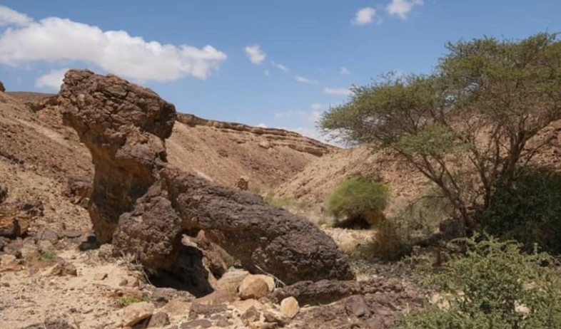 כלב בטבע (צילום: בועז לנגפורד )