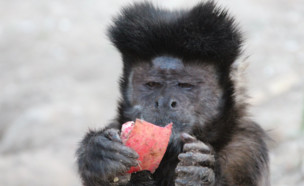 קוקוס הקוף (צילום: פייסבוק\Israeli Primate Sanctuary Foundation -מקלט הקופים הישראלי)